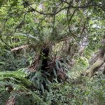 Rainforest on Robinson Crusoe Island