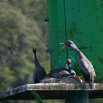 Red footed cormorants