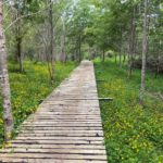 The educational forest trail is all-accessible