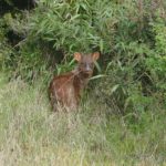 The indigenous deer Pudu thrives at Alihuen