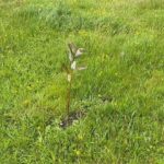 Tree seedling working to transform the grassland into forest