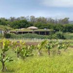 Music school Toki is an Earthship building while the surrounding lands provide organic local food
