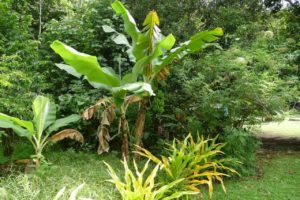 Bananas are everywhere