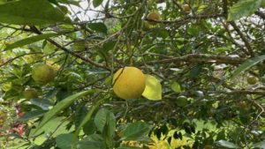 Oranges directly from the tree