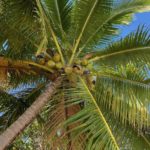 Coconut trees everywhere