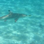 The blacktip reef sharks are harmless but nevertheless impressive
