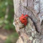 The hermit crabs even climb trees