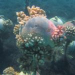 Coral evens grows on abandoned buoys