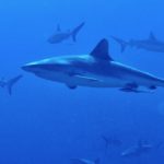 Grey reef shark in the pass