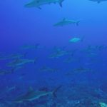 Grey reef sharks swimming by