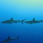 Grey reef sharks towards the surface