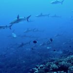 Hundreds of Grey Reef Sharks