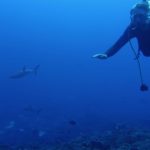 Ivar diving with grey reef sharks