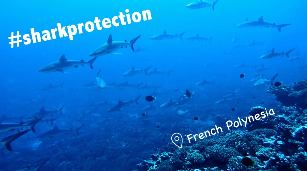 Shark Protection