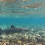 White tip reef shark in shallow water