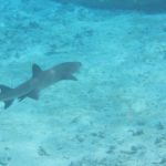 White tip reef shark swimming away