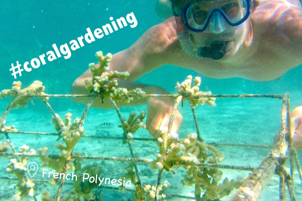 Coral Gardening (PYF)