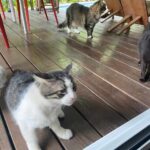 Four hungry cats