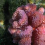 Healthy transplanted coral