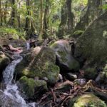 Moorea's rainforest