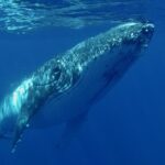 Up close and personal with a Humpback Whale