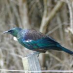 Indigenous birds - the Tui