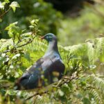 Indigenous birds - the Kereru