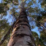 Straight tall Kauri tree