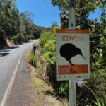 Will we see Kiwi?