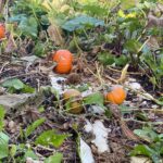 Plently of pumpkins at Kaicycle