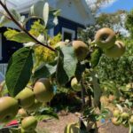 The apples in Jonna and Bob's front garden are almost ripe to be picked