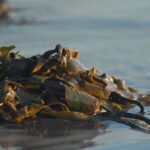 Washed-up seaweed - Picture AgriSea