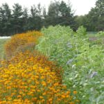 Wild flowers and legumes stimulate biodiversity and fix nitrogen in the soil