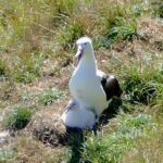 Albatross and chick reunited