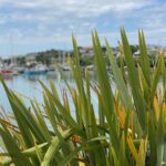 New Zealand flax grows everywhere