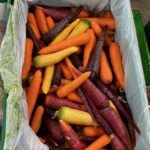 Colorful carrots at Streamside Organics