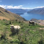 Sheep in New Zealand's highlands
