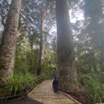 Big kauri make us feel small