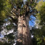 Tane Mahute is the largest living kauri in New-Zealand