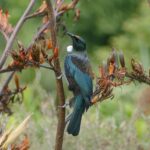 A Tui loves nectar from indigenous plants