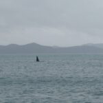 Orcas visiting our anchorage