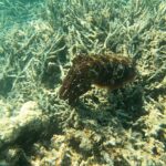 Cuttle Fish swimming over dead coral