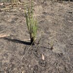 Grasses re-appear after fire