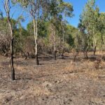Recently burnt area in Kakadu NP