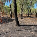 The trees withstand low-intensity controlled fire