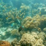 Colourful fish and healthy coral at Lizard Island