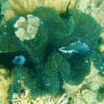 Giant clams can grow very old