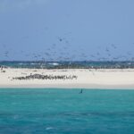 Countless birds have the reef to themselves
