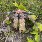 Coconut crab on Christmas Island