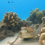 Curious sea turtle